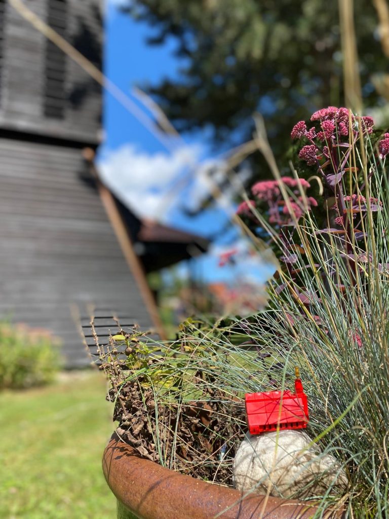 Blumentopf mit Glockenturm im Hintergrund